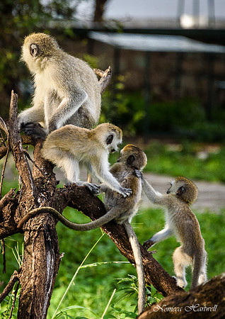 Tanzania_2020 _7226