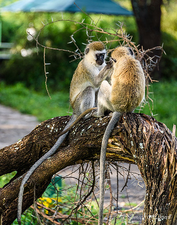 Tanzania_2020 _7227