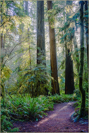 FoggyRedwoods30%Blur_CAVE_18_7850-HDR copy