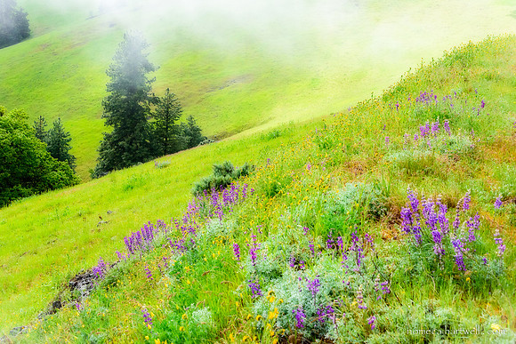 Misty Hillside