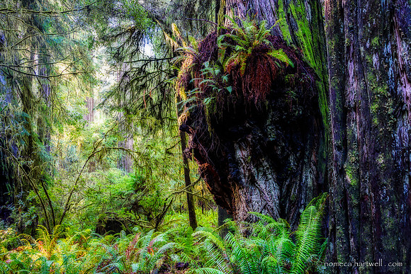 Redwoods (Walker Trail)