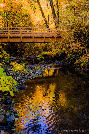 Elegy for Fall