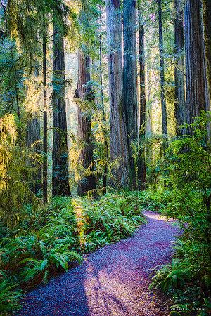 Redwoods Trail