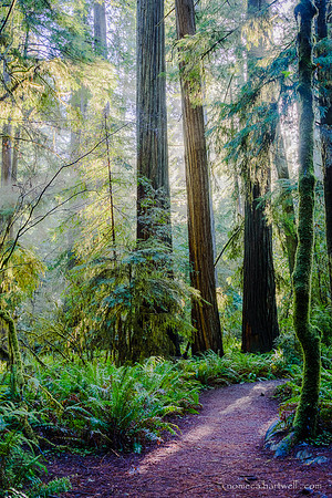 Foggy Redwoods
