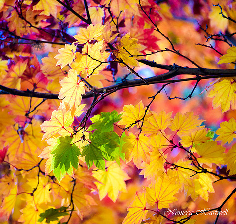 Leaf Bouquet
