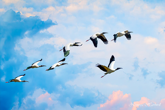Seven Storks_25_6334-Edit copy