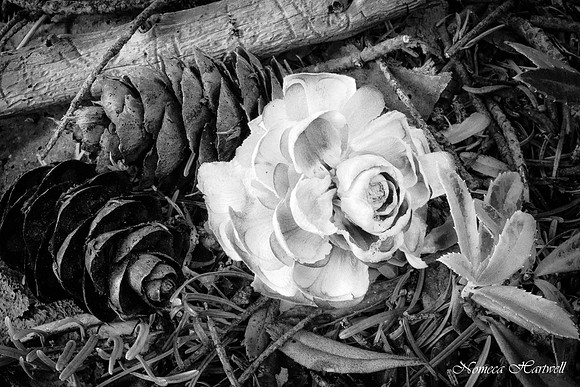 Fir Rose B&W