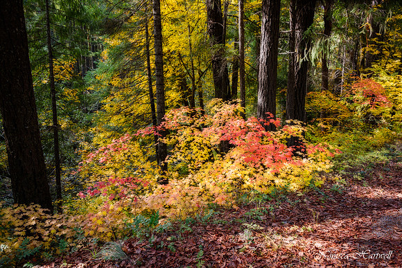 Carberry Vine Maple