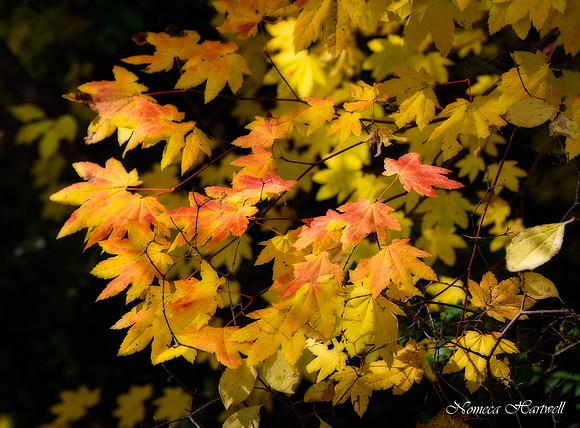 Carberry Leaves
