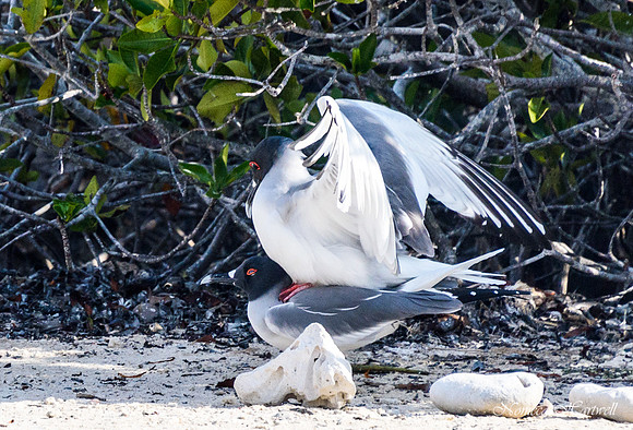 Galapagos_19_3770