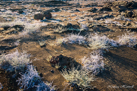 Galapagos_19_3684
