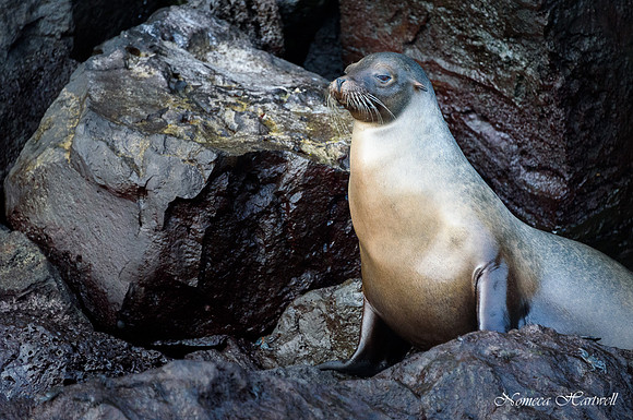 Silvery Sea Lion