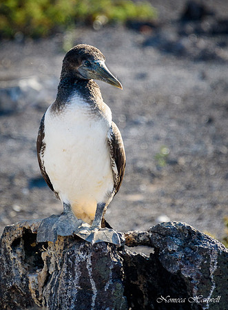 Galapagos_19_3718