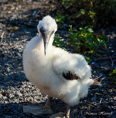 Galapagos_19_3722