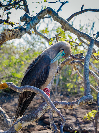 Preening