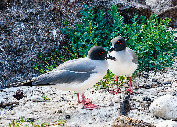 Swallow Tail Gull  couple