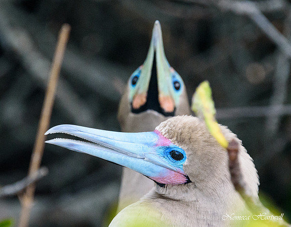 Crossed Beaks