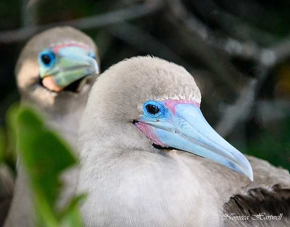 Over My Shoulder