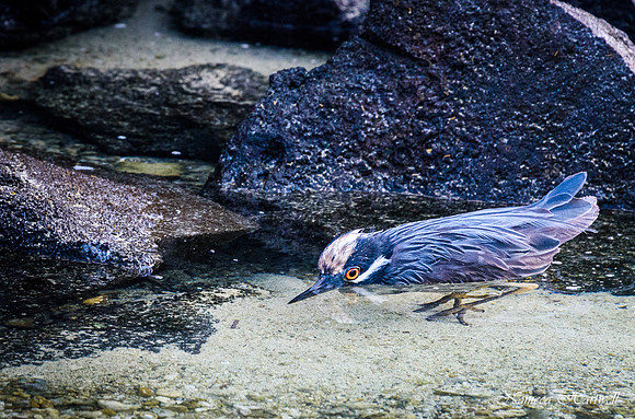 Galapagos_19_3794