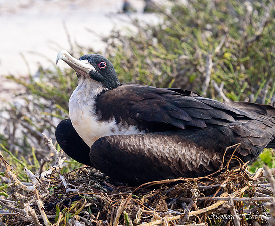 Galapagos_19_3776