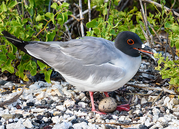 Swallow Tail Gull