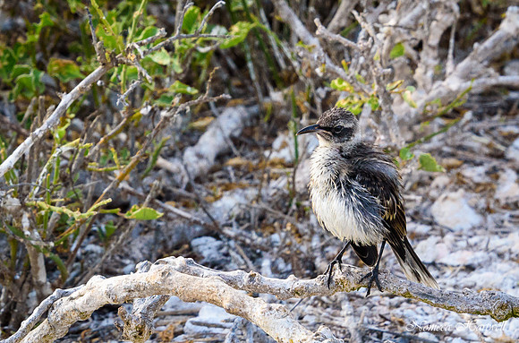 Galapagos_19_3788
