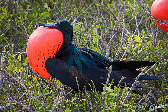 Galapagos_19_3789