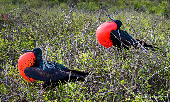 Galapagos_19_3790