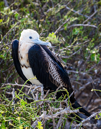 Galapagos_19_3791