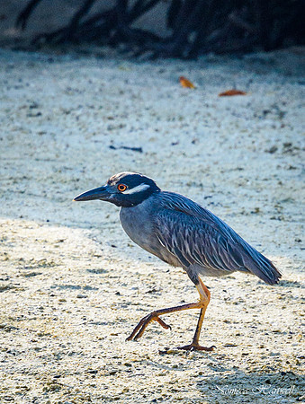 Galapagos_19_3792