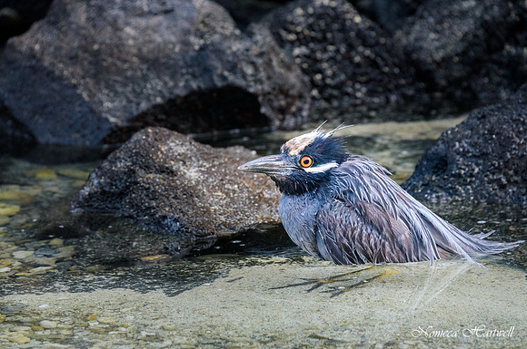 Galapagos