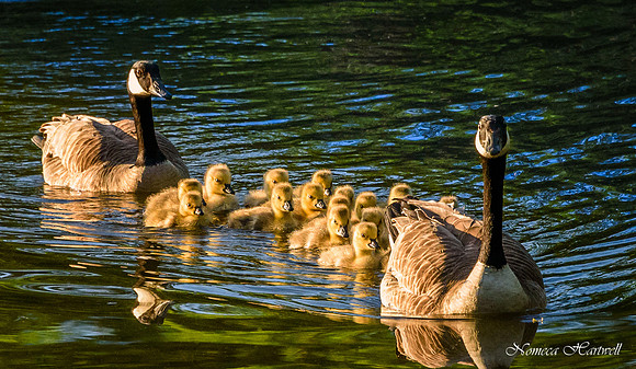 DuckSchool_20_8232
