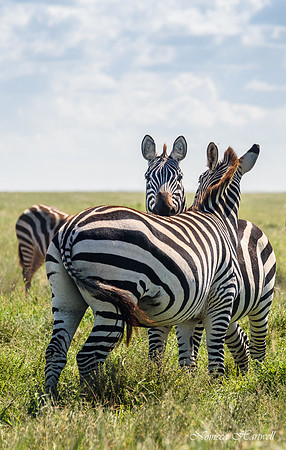 Tanzania_2020 _7477
