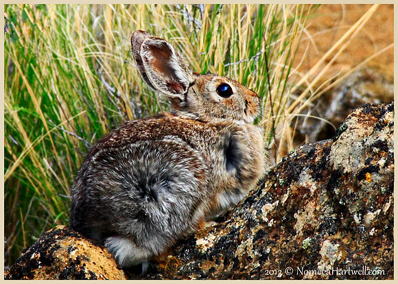 Fort Rock Rabbit