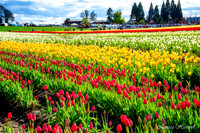 Yellow&RedTulips_24_5378-Edit