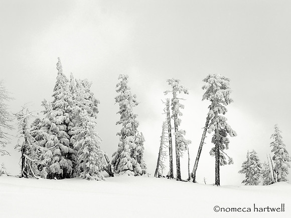 Snowline
