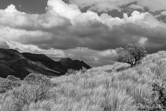 High Desert Windy Day