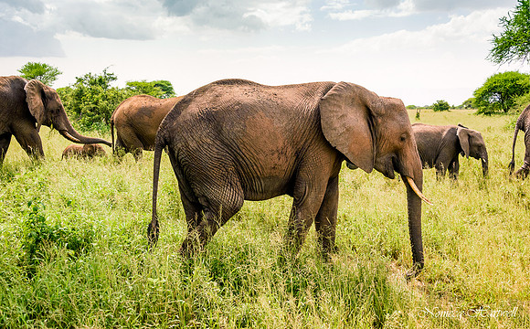 Elephants Crossing_2020 _7211