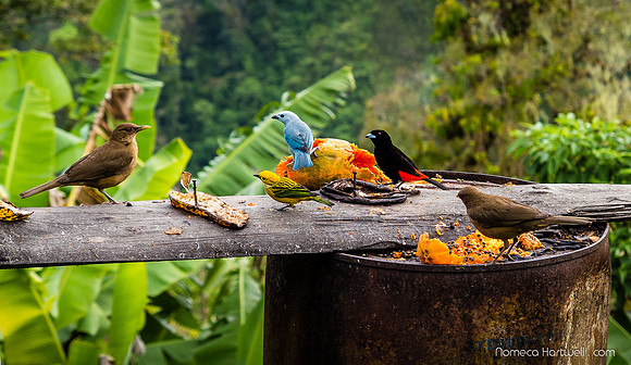 Costa Rica Feeder