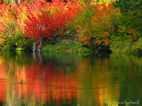 Water Color- Red