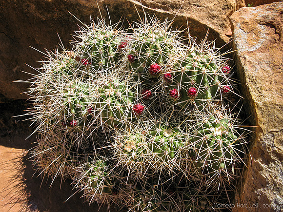 Anasazi Cactus