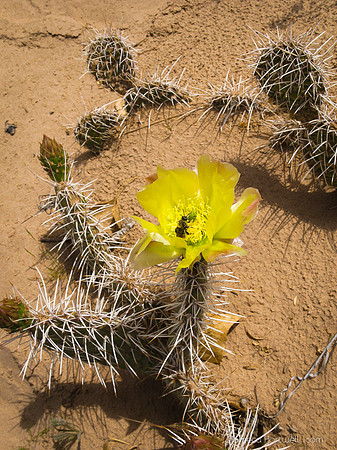 Lonely Dell Cactus