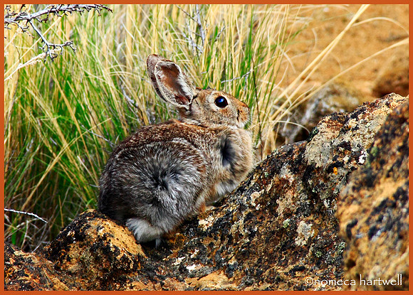 Fort Rock Rabbit