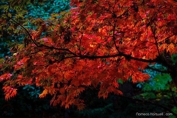 red foliage