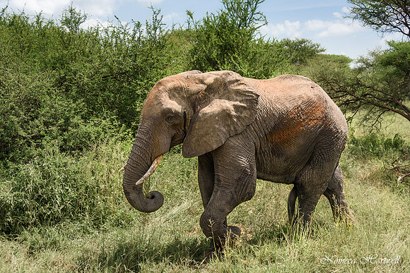 Tanzania_2020 _7277