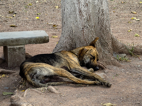 Sleeping Dog