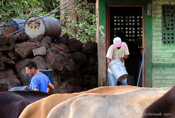 Cattle Farm