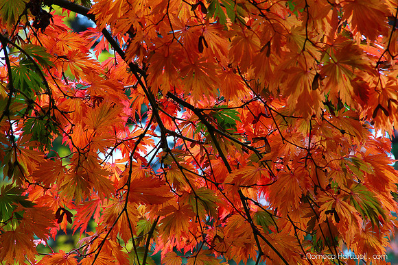 NomecaHartwell_CAVE_SplendiferousOrange_14_6374