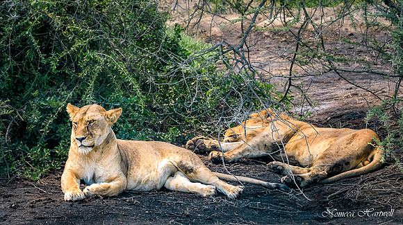 MatingLionsUnder the Acacia_2020 _7461