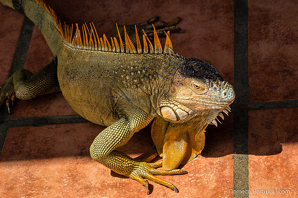 Iguana Playground